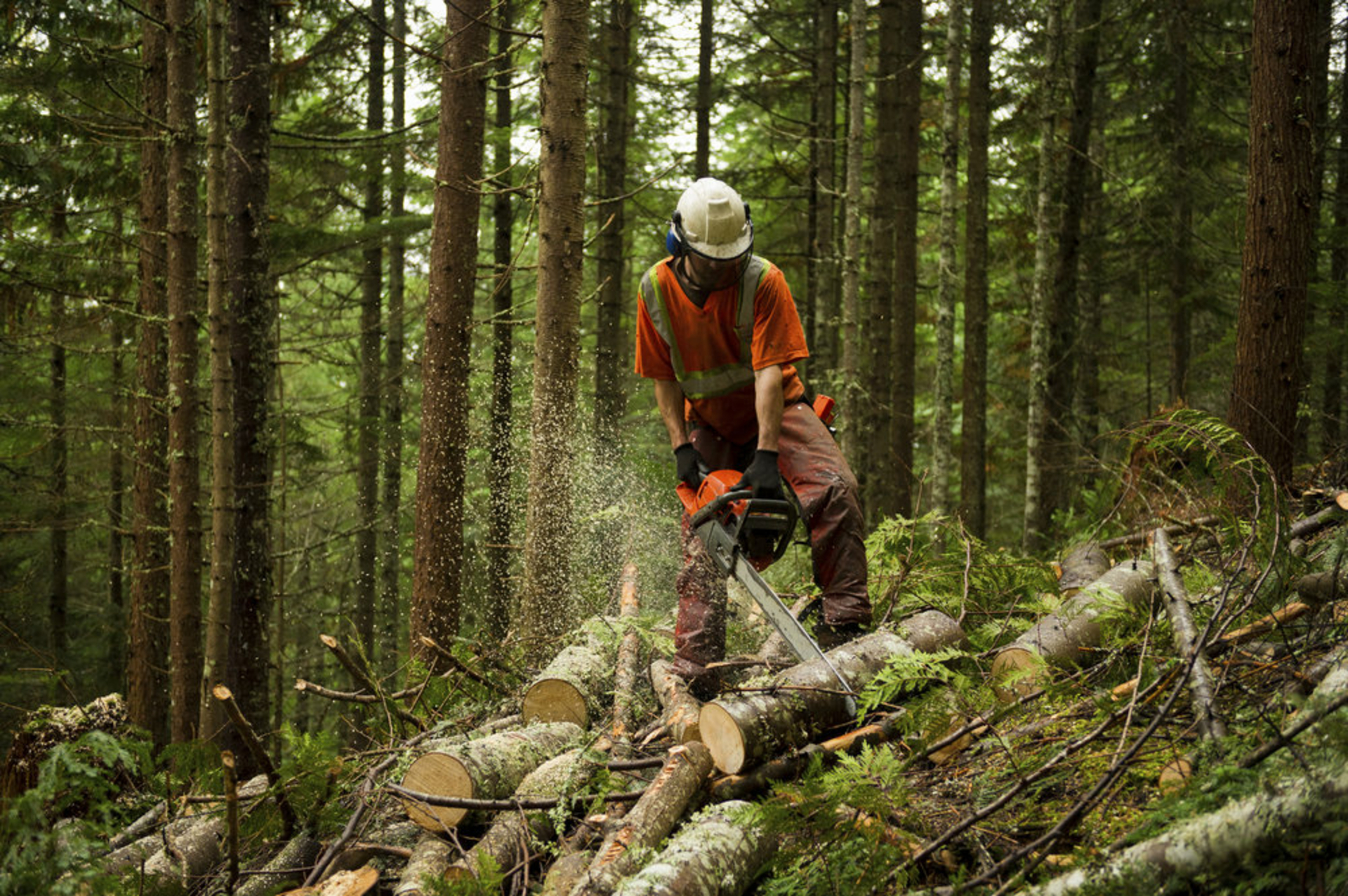 Не работает forest. Заготовка леса. Добыча леса. Лесоводство и лесозаготовки. Лесное хозяйство.